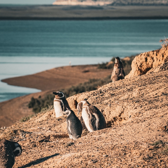 Puerto Madryn con Pen�nsula Vald�s