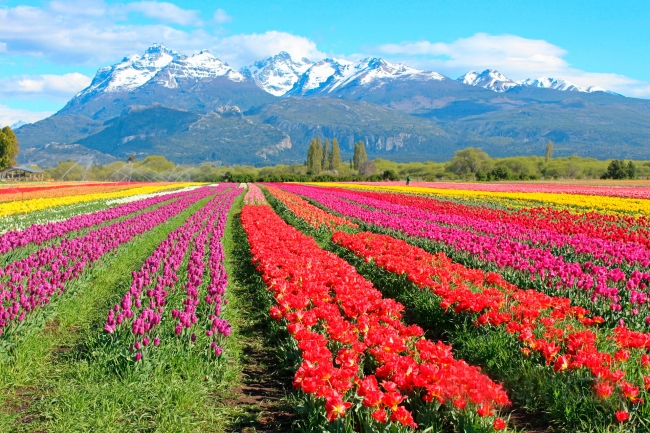 Campo de Tulipanes Bariloche y Lago Puelo