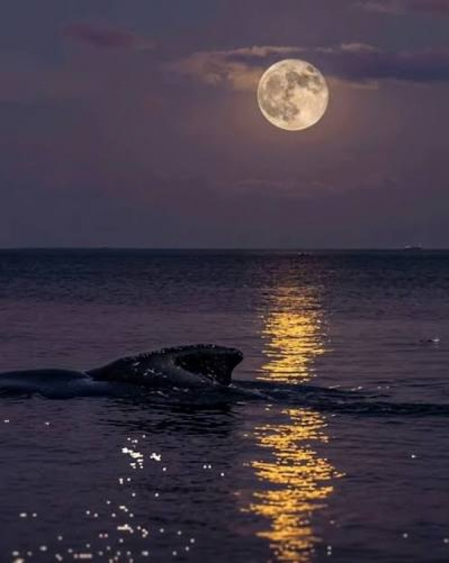 Puerto Madryn Ballenas y Luna llena 