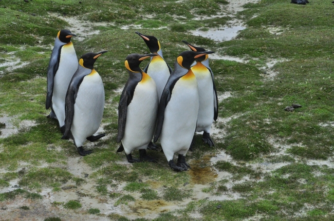 Islas Malvinas