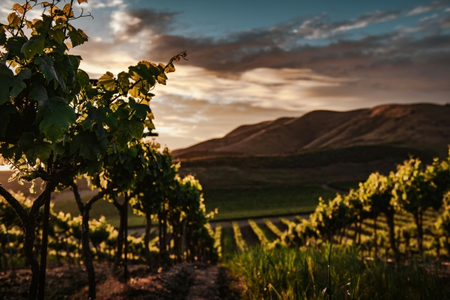 Mendoza