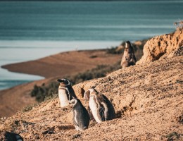 Puerto Madryn con Pen�nsula Vald�s