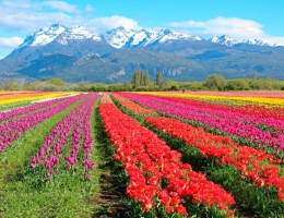 Campo de Tulipanes Bariloche y Lago Puelo