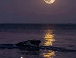 Puerto Madryn Ballenas y Luna llena 