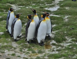 Islas Malvinas
