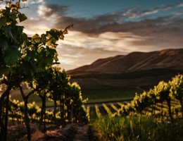 Mendoza